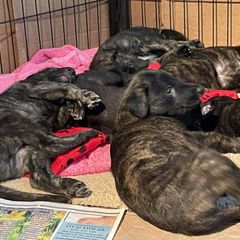 Lurcher Puppies from Sharp Turn Lurchers