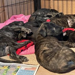 Lurcher Puppies from Sharp Turn Lurchers