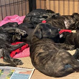 Lurcher Puppies from Sharp Turn Lurchers