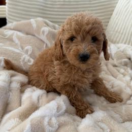 Fleece - Cream female Goldendoodle puppy in Payson, Utah from Country Sky Doodles