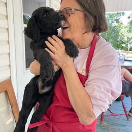 Cockapoo, Double Doodle, Goldendoodle, Poodle, and Shihpoo Puppies from Peace, Love, and Puppies at the Creek