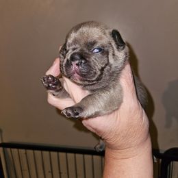 2 - Blue fawn male French Bulldog puppy in Lansing, Michigan from Black Thunder 517 Cane Corso and Dachshunds