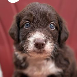 Flay - White and red male Bordoodle puppy in Creston, Ohio from Borders of Eby Eden