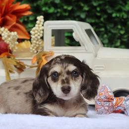 Chestnut - Dapple male Dachshund puppy in Woodbine, Georgia from Bowdachs Miniatures