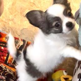 Asher - Blue brindled fawn male Chihuahua puppy in Tecumseh, Oklahoma from Callie’s Happy Chihuahuas, Callie’s Happy Treasures LLC