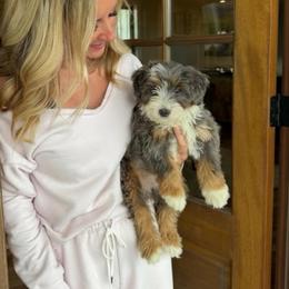 Winnie - Merle female Bernedoodle puppy in Yuba City, California from Ranch House Doodles