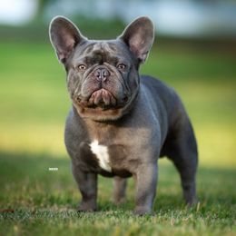 French Bulldogs from Royal Connection French Bulldogs