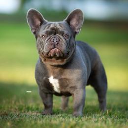 French Bulldogs from Royal Connection French Bulldogs