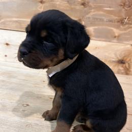 White puppy - Black and rust male Rottweiler puppy in Chillicothe, Missouri from Bella Bowe Champion Import Rottweilers
