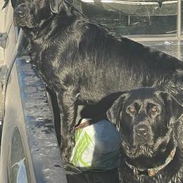 Labrador Retrievers from Steele's Lone Oak Labradors