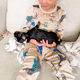 Cavalier King Charles Spaniel, Companion Cross, and Miniature Australian Shepherd Puppies from The Darling Pup