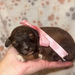 Jovie - Sable female Cavapoo puppy in Ville Platte, Louisiana from The Barkery