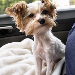 Tippy - Yorkshire Terrier