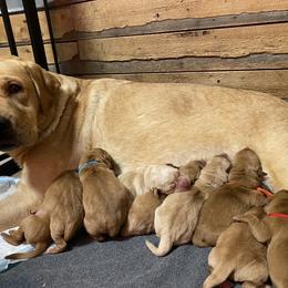 Labrador Retriever Puppies from Triple Threat Labradors