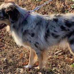 Aussiedoodles and Miniature Australian Shepherds from D&K Farms