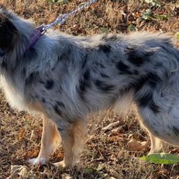 Aussiedoodles and Miniature Australian Shepherds from D&K Farms