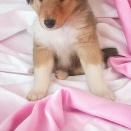 Collie Puppies from Sweetwater Rough Collies