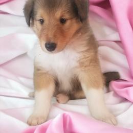 Collie Puppies from Sweetwater Rough Collies