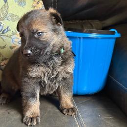Boy 1 - Sable male German Shepherd puppy in Denver, Colorado from Morales Kennels