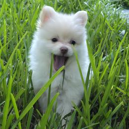 Boo - Cream female Pomeranian puppy in Jacksonville, Florida from Mannimal Farm