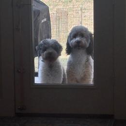 Bernedoodle puppies from Glory Doodles