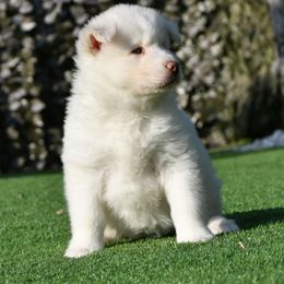 Zaira - Siberian Husky puppy from Blue Moon Huskies