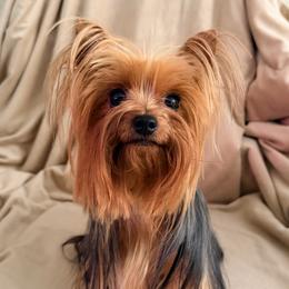 Emmylou - Yorkshire Terrier