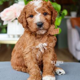Dash - Red  male Goldendoodle puppy in Salado, Texas from Red Ranch Dogs