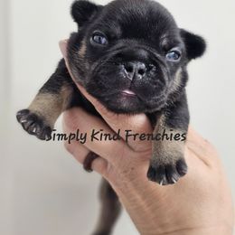 Merple - Black and tan female French Bulldog puppy in Overland Park, Kansas from Simply Kind Frenchies