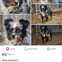 Aideen - Miniature Australian Shepherd