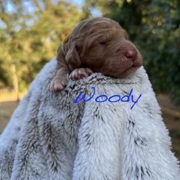 Goldendoodle Puppies from O’Doodle Clan Goldendoodles
