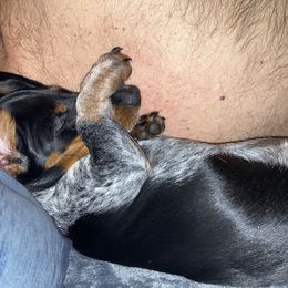 Lacy - Dachshund