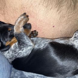 Lacy - Dachshund