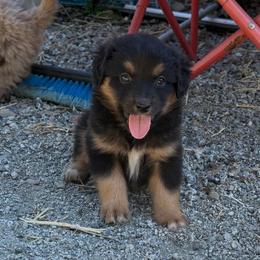 Black Tri male - Black tri male Miniature American Shepherd puppy in Prunedale, California from 4MLA STABLES