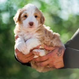 Skye - female Australian Mountain Doodle puppy in Cortez, Colorado from Sassy Pants Pups