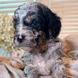 Tide - Merle male Cockapoo puppy in Saint Louis, Missouri from Jax Doodles