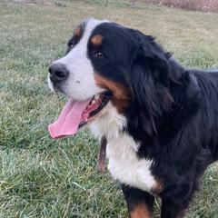 Bernese Mountain Dogs from A&A Greenwood Kennel