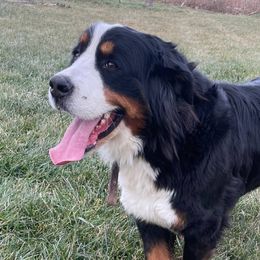 Bernese Mountain Dogs from A&A Greenwood Kennel