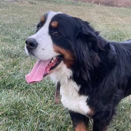 Bernese Mountain Dogs from A&A Greenwood Kennel