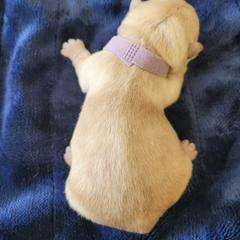 Light Purple - Wheaten female Scottish Terrier puppy in Carson City, Nevada from McCulley's Battle Born Scotties