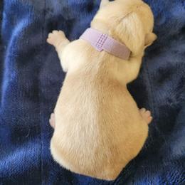 Light Purple - Wheaten female Scottish Terrier puppy in Carson City, Nevada from McCulley's Battle Born Scotties