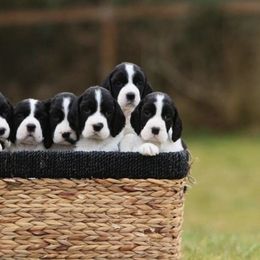 English Springer Spaniel Puppies from Journey Kennels