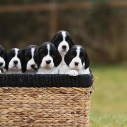 English Springer Spaniel Puppies from Journey Kennels