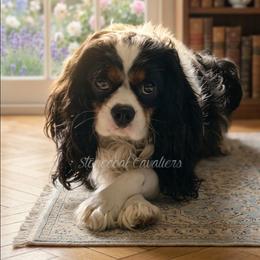 Cavalier King Charles Spaniel puppies from Stonecoal Cavaliers