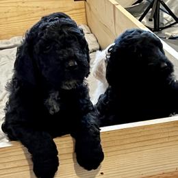 Goldendoodle Puppies from Bianca Bleu Goldendoodles
