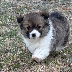 Paris FLUFFY - Sable female Pembroke Welsh Corgi puppy in Fairchild, Wisconsin from Reigning Corgis