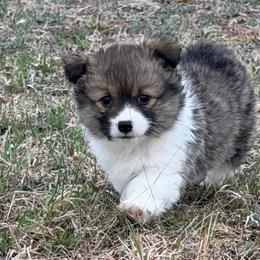 Paris FLUFFY - Sable female Pembroke Welsh Corgi puppy in Fairchild, Wisconsin from Reigning Corgis