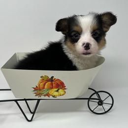 Mint (fluffy) - Black and tan male Pembroke Welsh Corgi puppy in Waco, Texas from The Comma Corgis