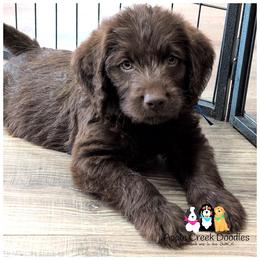 Pick 6 male available - F1 Labradoodles - Ready 6-27-26. - Chocolate male Labradoodle puppy in Jeddo, Michigan from Apple Creek Doodles