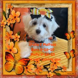 Stella - White female Maltese puppy in Silverhill, Alabama from Malteseuluv’s Tiny Treasurers